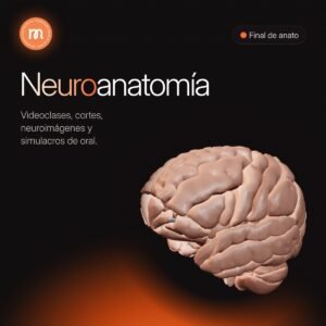 Neuroanatomía